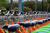 公共交通，低碳先行--记湛江公共自行车