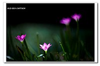 阳春三月百花开