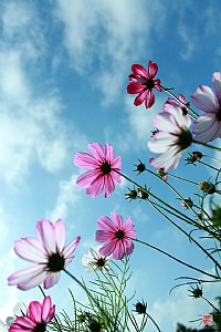 送几朵花给几位版主