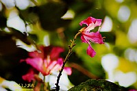 春天的南桥花正开