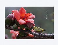 木棉小鸟春意闹