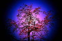 万紫千红总是春