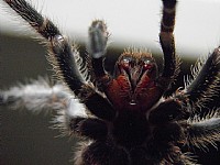 我的宠物—“毛球”