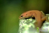 草梢子—绿蜥蜴