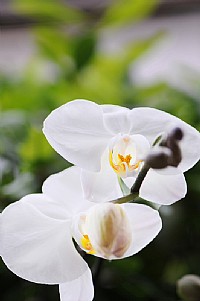 洁白如玉的蝴蝶兰