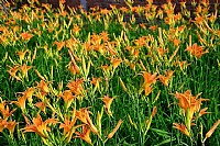 又见金针花儿开