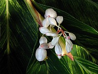 晶莹剔透的姜花