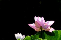 湿地公园的荷花