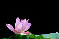 2014湿地公园荷花[2]