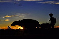 暮归的农民和牛