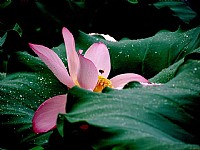 摄影爱好者-赏荷