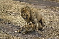 肯尼亚摄影作品：追逐动物的追逐 我们的肯尼亚摄影之旅