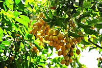 金黄色的黄皮果