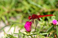 花蝴蝶红蜻蜓与豆娘