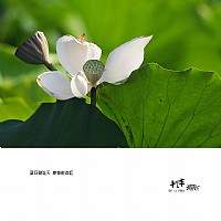 夏日碧连天  荷塘数点红