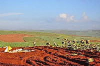 台风过后徐闻农民忙着种菠萝