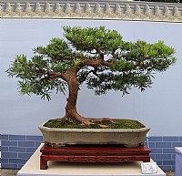 第十届粤港澳台盘景艺术博览会