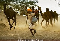 精选印度骆驼节摄影作品十二张分享