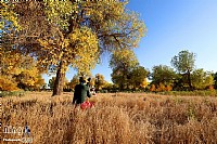 螳螂捕蝉岂知黄雀在后