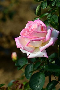 三岭山森林公园月桂花