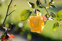 三岭山森林公园花开惹人爱