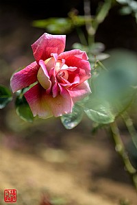 赏花正是好时机