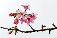 玉林樱花节