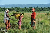 尼泊尔奇特旺乡村