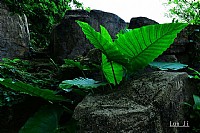 今天下午拍的二张小片《绿叶，山石》
