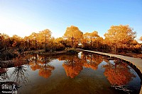 走入绚彩额济纳,绝美胡杨林