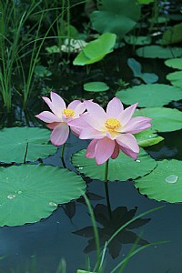 吴阳亚拉村荷花