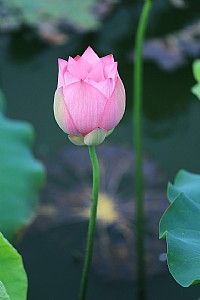 蛤岭荷塘花盛开