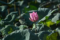 湿地公园《荷花》