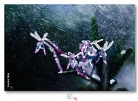 …梦幻·芍光…