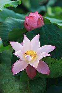 2015年坡头区（乾塘）荷花旅游文化节