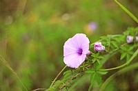 秋意--初试雨果7.5cm无膜白头