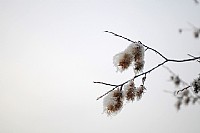 乌兰布统别样的雾凇