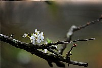 山村李花千树雪