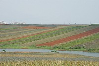 我们骑行在菠萝的海中