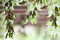 禾雀花开春意闹