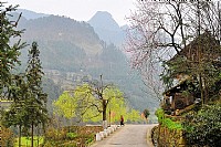 [春风吹柳绿·两岸菜花黄]