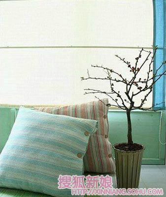 绿色杉木点缀乐趣家居2