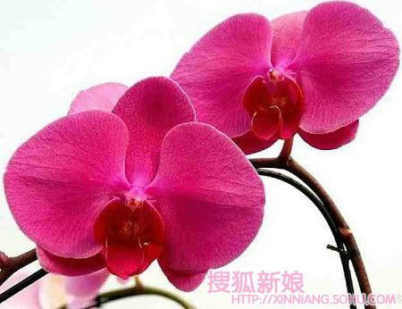 婚礼用花学问大6